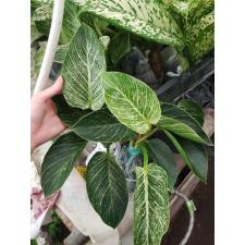 Philodendron birkin