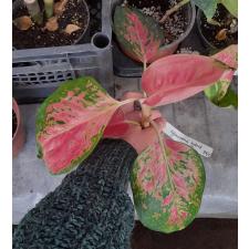 Aglaonema Sermsub 59/1 распродажа