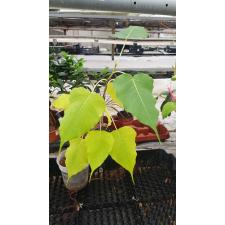 Ficus religiosa