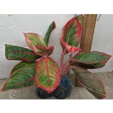 Аглаонема Помада (Красная) / Aglaonema Lipstick (Red) A-113