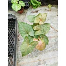 Syngonium sp Plum Allusion