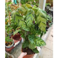 calathea louisae 12 cm pot