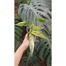 Epipremnum pinnatum variegated s in 750p