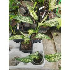 Aglaonema Wit Noviteit 12 см горшок
