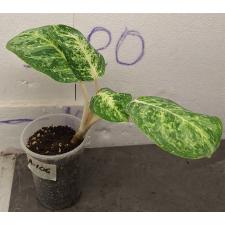 Аглаонема Сиам Компакт / Aglaonema A-106 Siam Compact