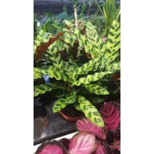 Calathea Lancifolia pot 12