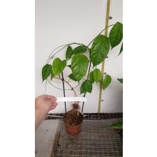 hoya linusii pot