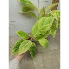 Aglaonema Green A-83