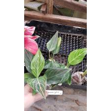 Aglaonema rotundum(F1)(M)55
