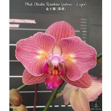 Phal. Chialin Rainbow (peloric - 2 eyes) B21 June