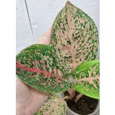 Аглаонема 10 Карат зелено-черный. / Aglaonema 10 Karat - green black (S) pot