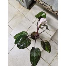 Philodendron Red addison