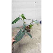 Philodendron sp.(T15)P. mexicana. стакан 350р