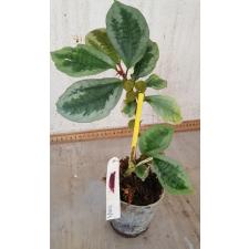 Elatostemma sp.(T02)(silver margin leaf) 155/1
