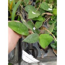 Hoya caudata 'big and green leaves' 1.5"