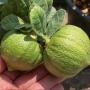 Citrus medica ‘Green Pumpkin’ (L).