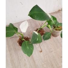 Philodendron white wizard 350p