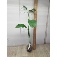 Odontadenia macrantha 206