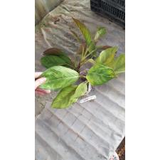 Aglaonema hybrid(T06) 14 november.