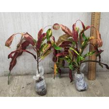 Codiaeum A43 Red diamond