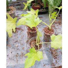 philodendron warscewiczii стакан 1100р