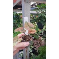 Caladium 33