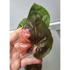 Syngonium Strawberry Ice