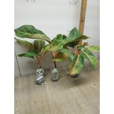 Aglaonema Sripayom A-126