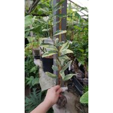 Atalantia monophylla albomarginata (grafted)(No.2) 79