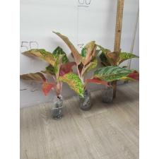 Aglaonema Laksub red A-140