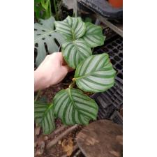 calathea orbifolia  pot 2+ l
