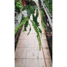 Epiphyllum Anguliger 