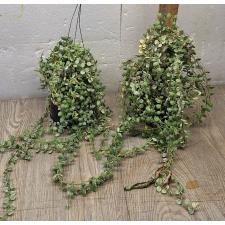 Дисхидия нуммуляриоидес вариегатная Пеббл Бич / Dischidia nummularioides variegata 'Pebble Beach' (L)
