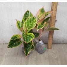 Aglaonema Pinky Pie A-47
