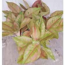 Aglaonema Prakaipet A-64