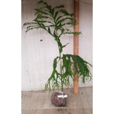 Phymatosorus longissimus ‘Crestata’ 253