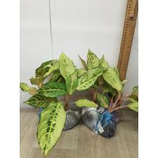 Aglaonema Lucky A-54