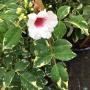 Pandorea jasmonoides variegata