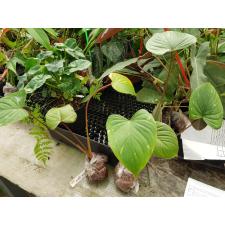Homalomena rubescens 'Silver Splash 425/1