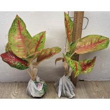 Аглаонема Маха Сетхи. / Aglaonema Maha Sethee A-80