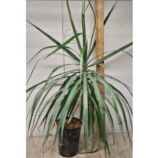 Драцена маргината / Dracaena marginata (L)