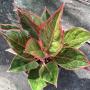 Aglaonema 'Red Frost'