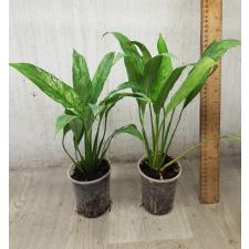 spathiphyllum sp variegata стакан 1200p
