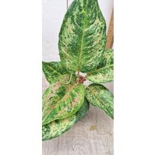 Aglaonema Prakaipet hybrid A-65