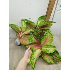 Aglaonema LukBay Pink A-22