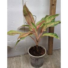 Aglaonema Kwak Nam Chok A-118 pot