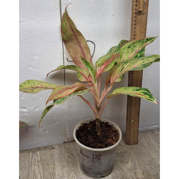 Aglaonema Kwak Nam Chok A-118 pot