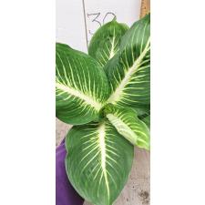 Dieffenbachia Sterling (Compact form)