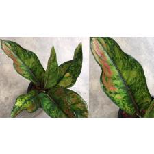 Aglaonema Heng Heng Heng (green form).
