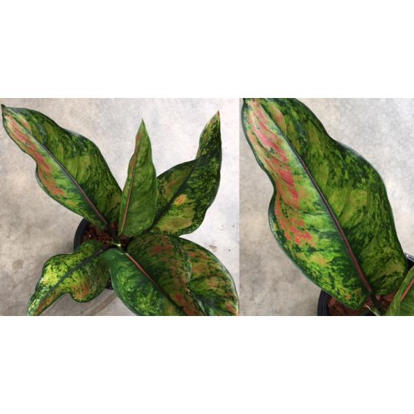 Aglaonema Heng Heng Heng (green form).